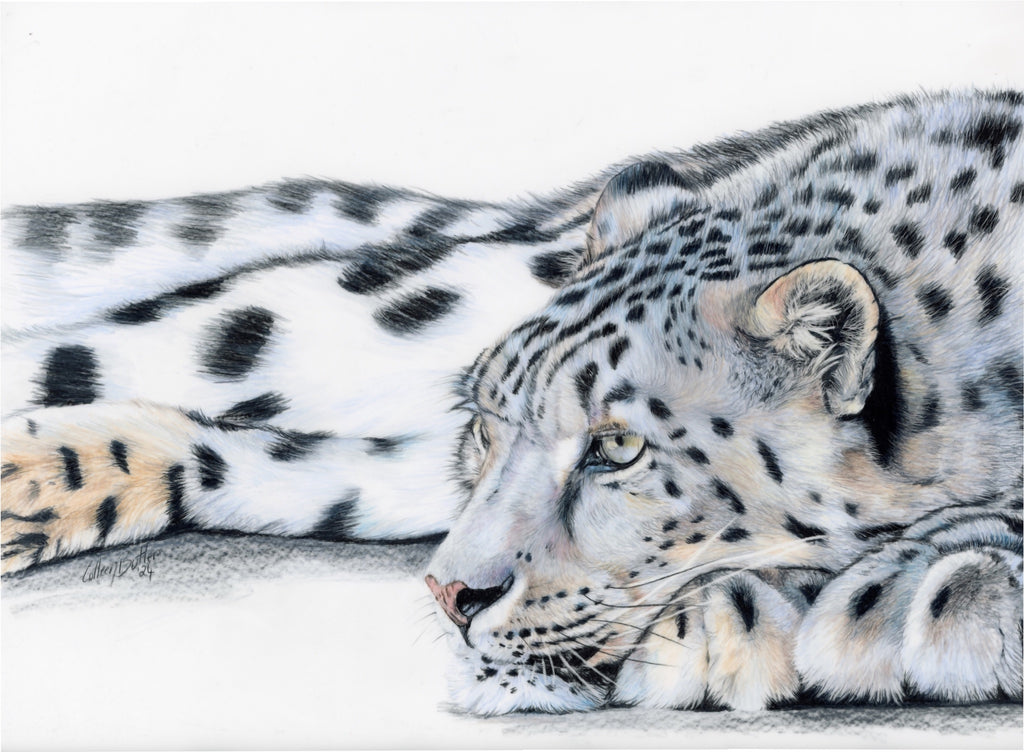 69164a62e1b8ea140711df10_scanned-snow-leopard_1770879778413.jpg