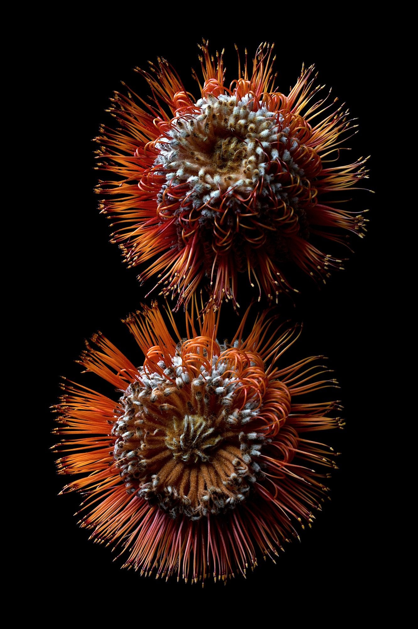 69164a62e1b8ea140711df10_scarlet-banksias-print-australian-botanical-wall-art-red-and-black-floral-artwork-photography-by-nadia-culph-copy_1779247681836.jpg