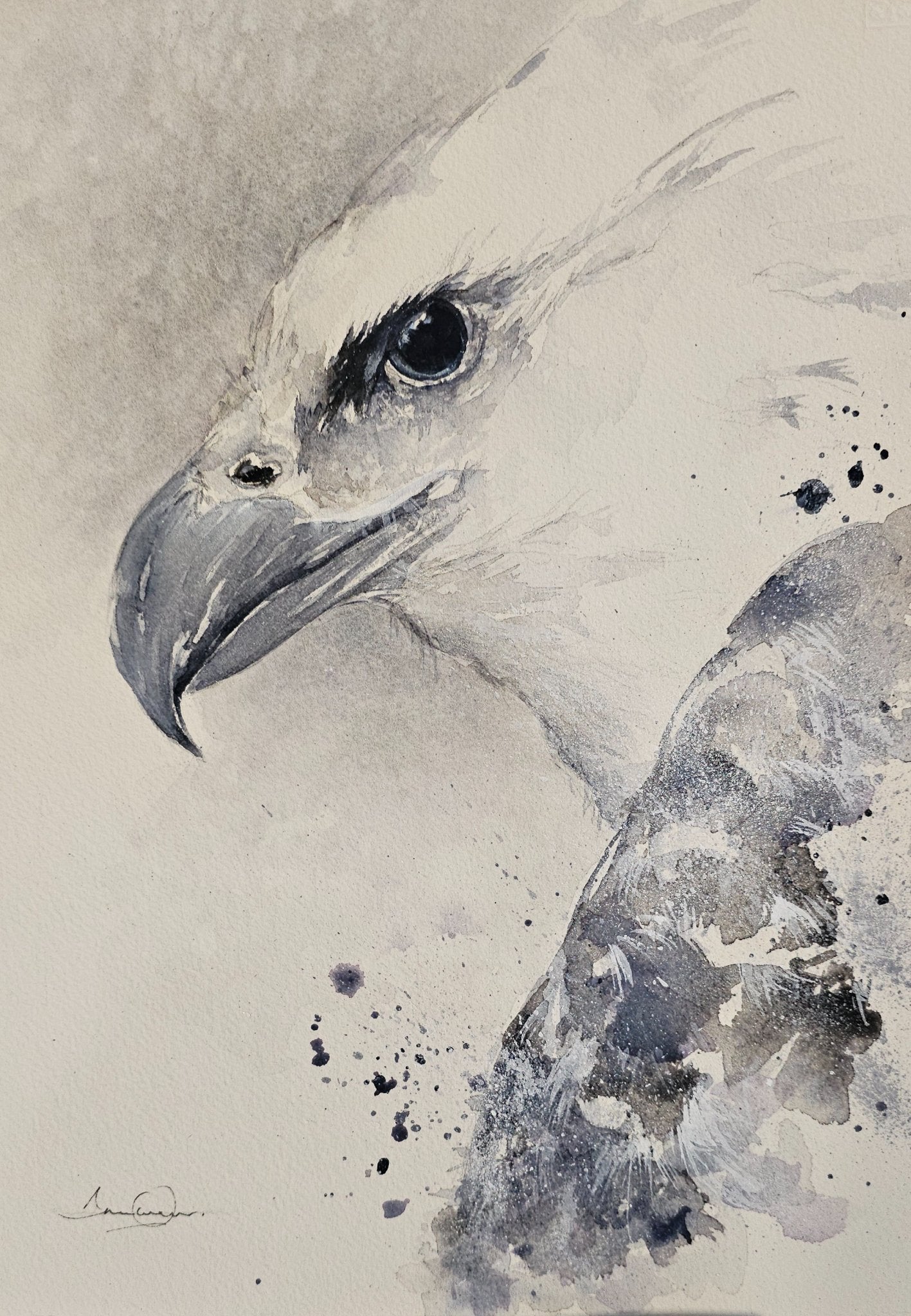 69164a62e1b8ea140711df10_sea-eagle_1786675361368.jpg