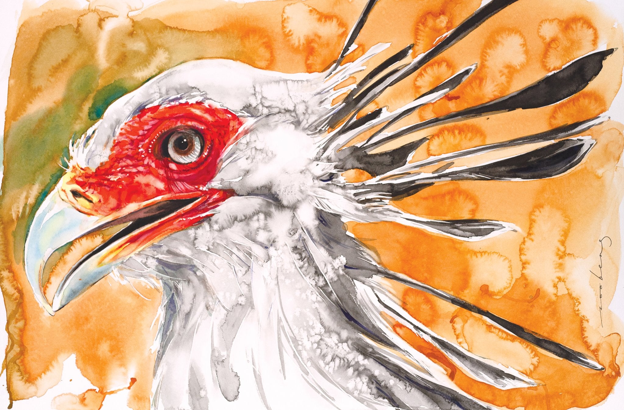 69164a62e1b8ea140711df10_secretary-bird_1774930571957.jpg