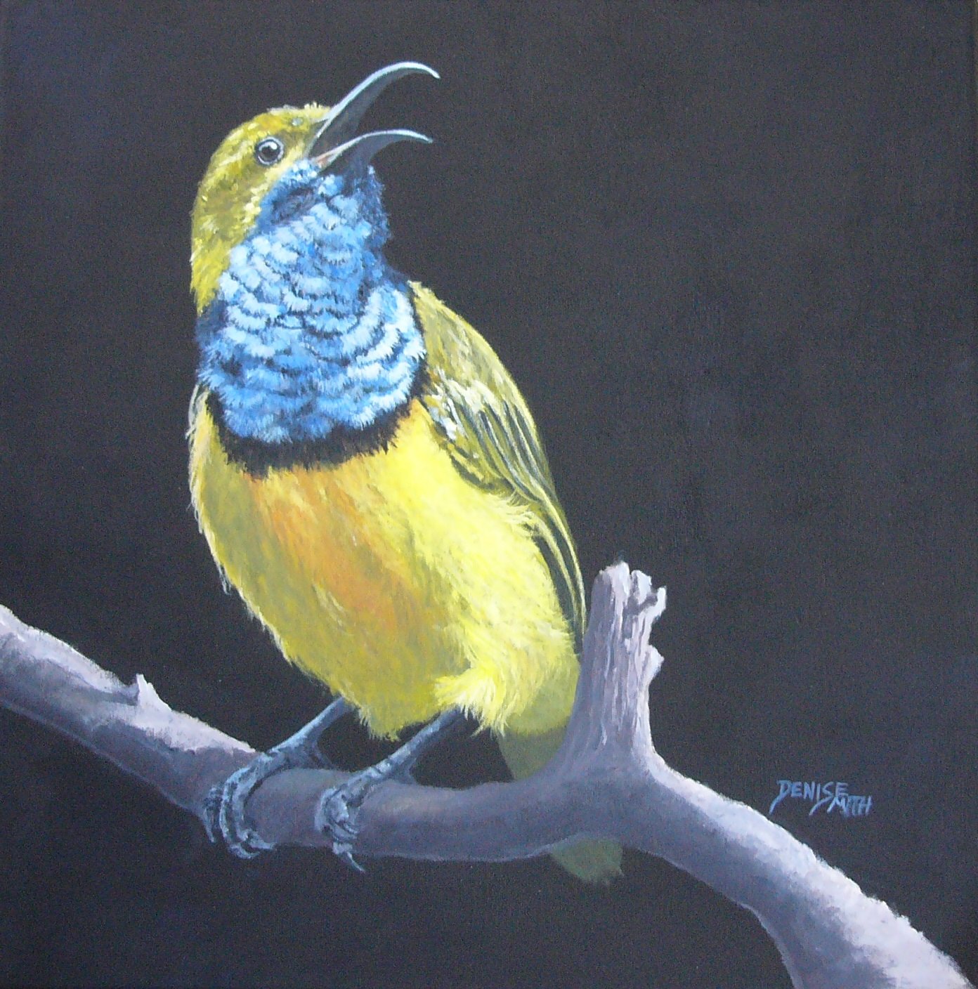 69164a62e1b8ea140711df10_smith-olive-backed-sunbird-1_1782190561217.jpg