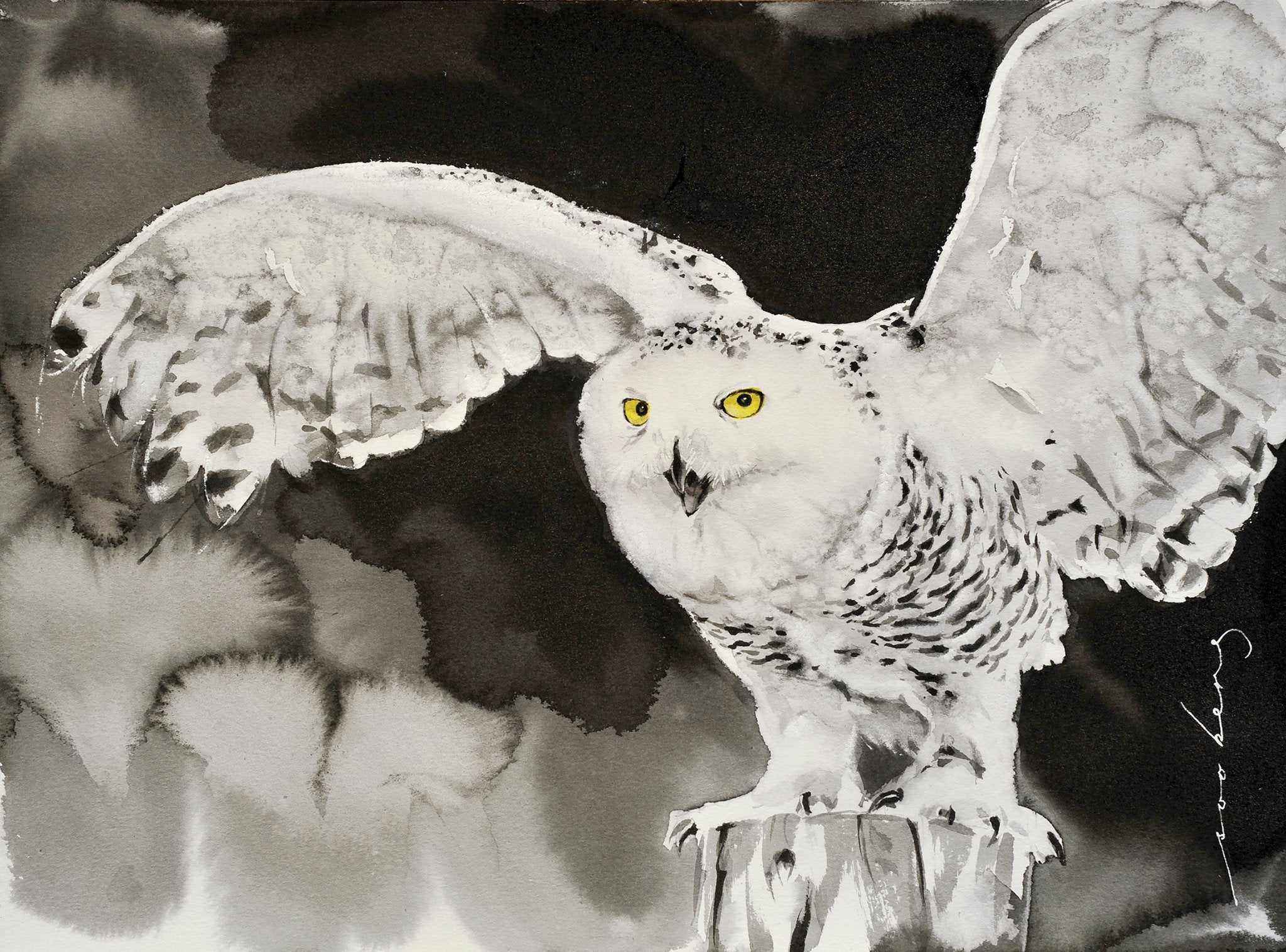 69164a62e1b8ea140711df10_snowy-owl_1774740471036.jpg