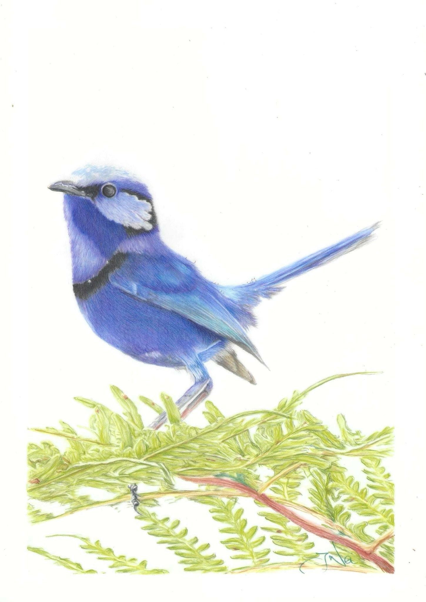 69164a62e1b8ea140711df10_splendidfairy-wren-on-fern_1767333457219.jpg