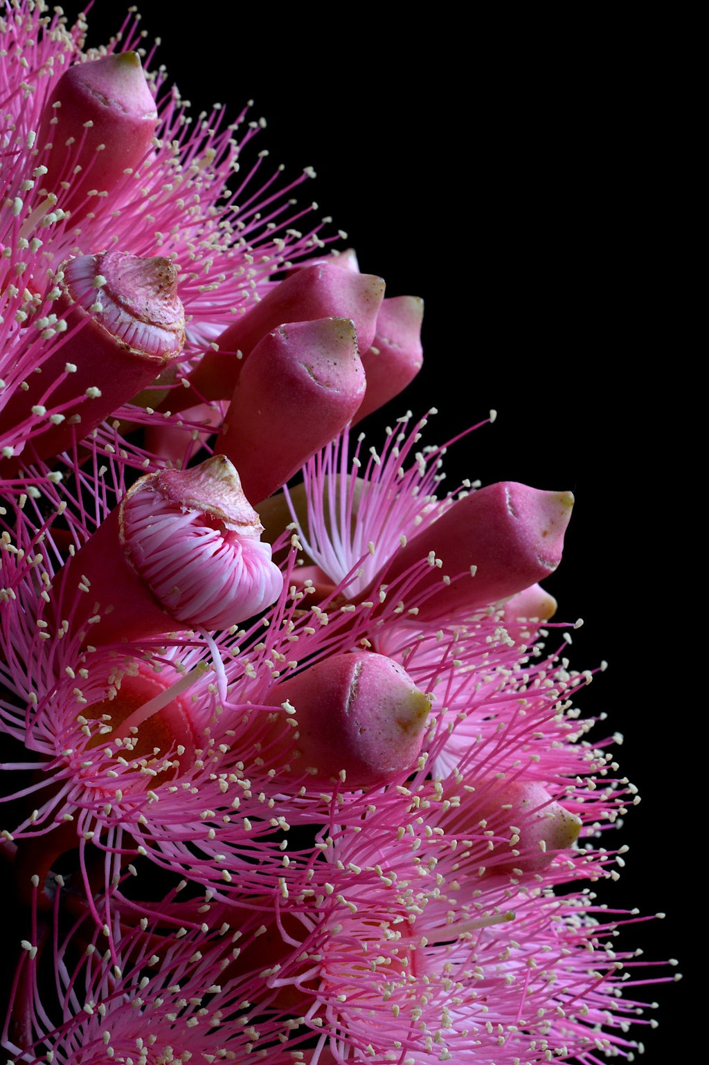 69164a62e1b8ea140711df10_summer-beauty-flowers-print-australian-floral-wall-art-macro-photography-artwork-by-nadia-culph-_1782454901434.jpg