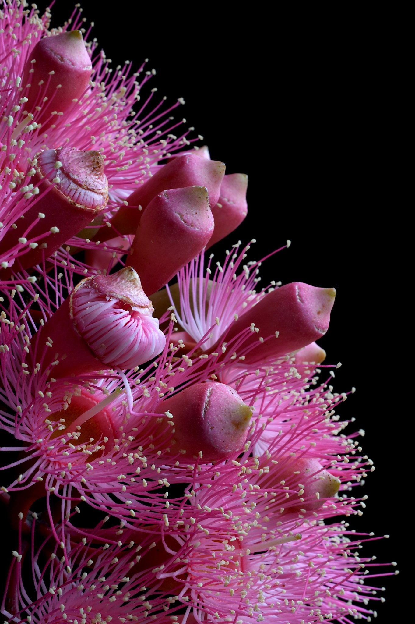 69164a62e1b8ea140711df10_summer-beauty-flowers-print-australian-floral-wall-art-macro-photography-artwork-by-nadia-culph-_1782454901434.jpg