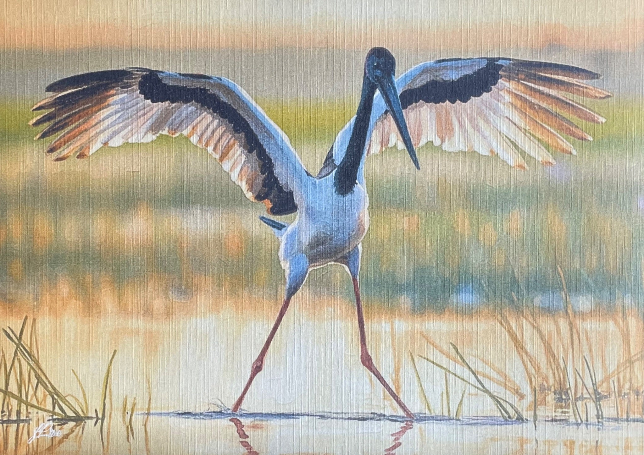 69164a62e1b8ea140711df10_sunset-jabiru-coahd-by-jflowe_1782524833889.jpeg