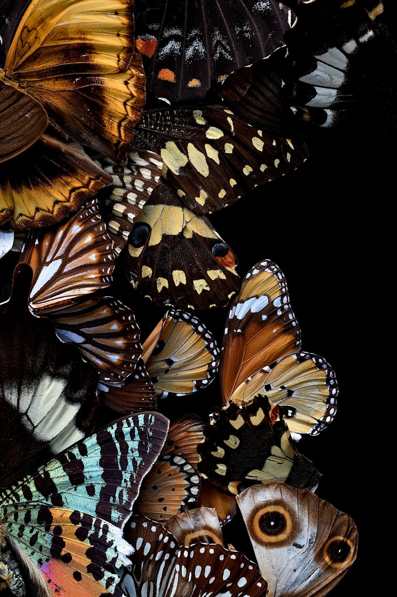 69164a62e1b8ea140711df10_the-butterfly-effect_1779330073745.jpg