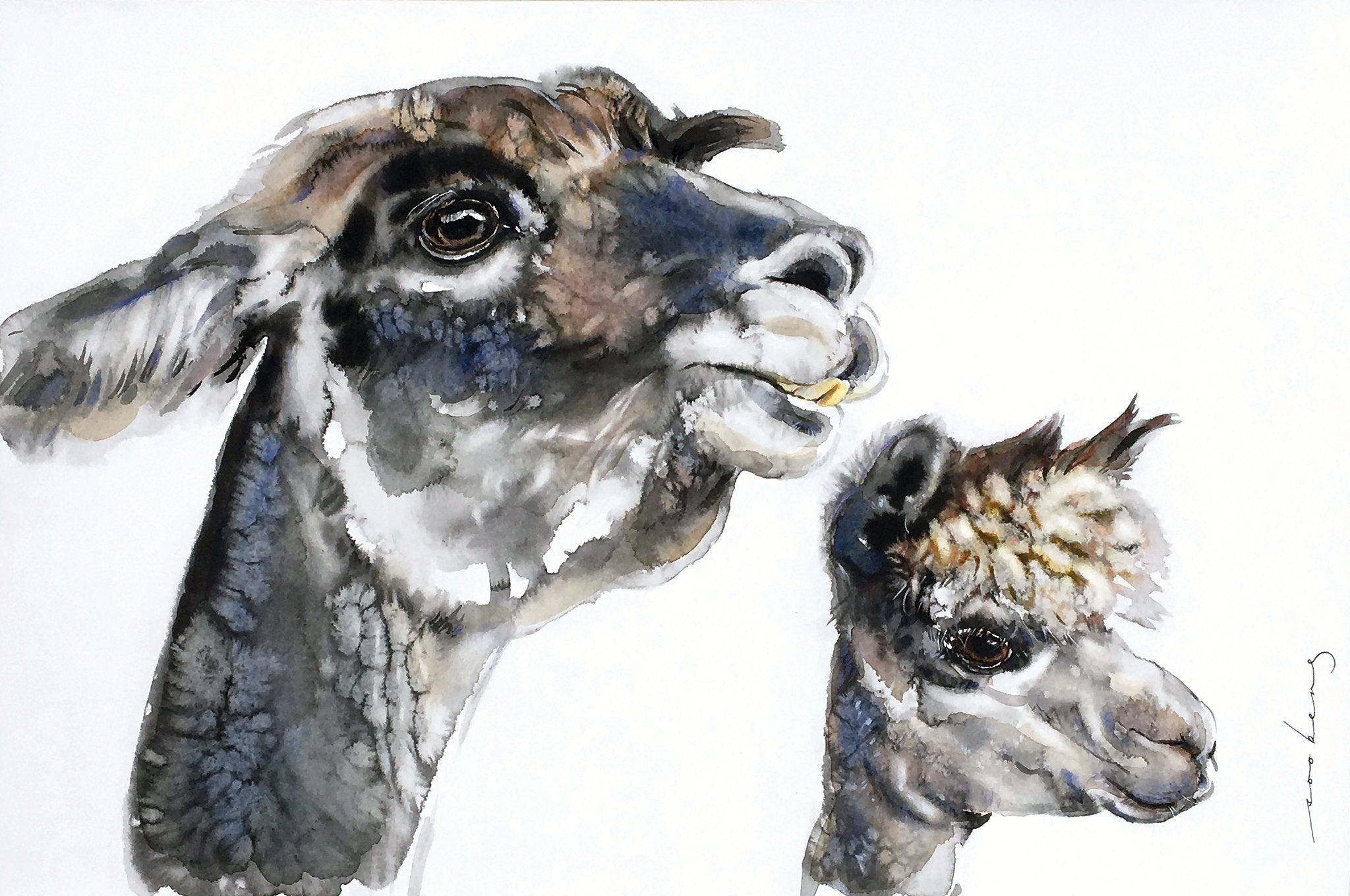 69164a62e1b8ea140711df10_the-llamas_1774931759106.jpg