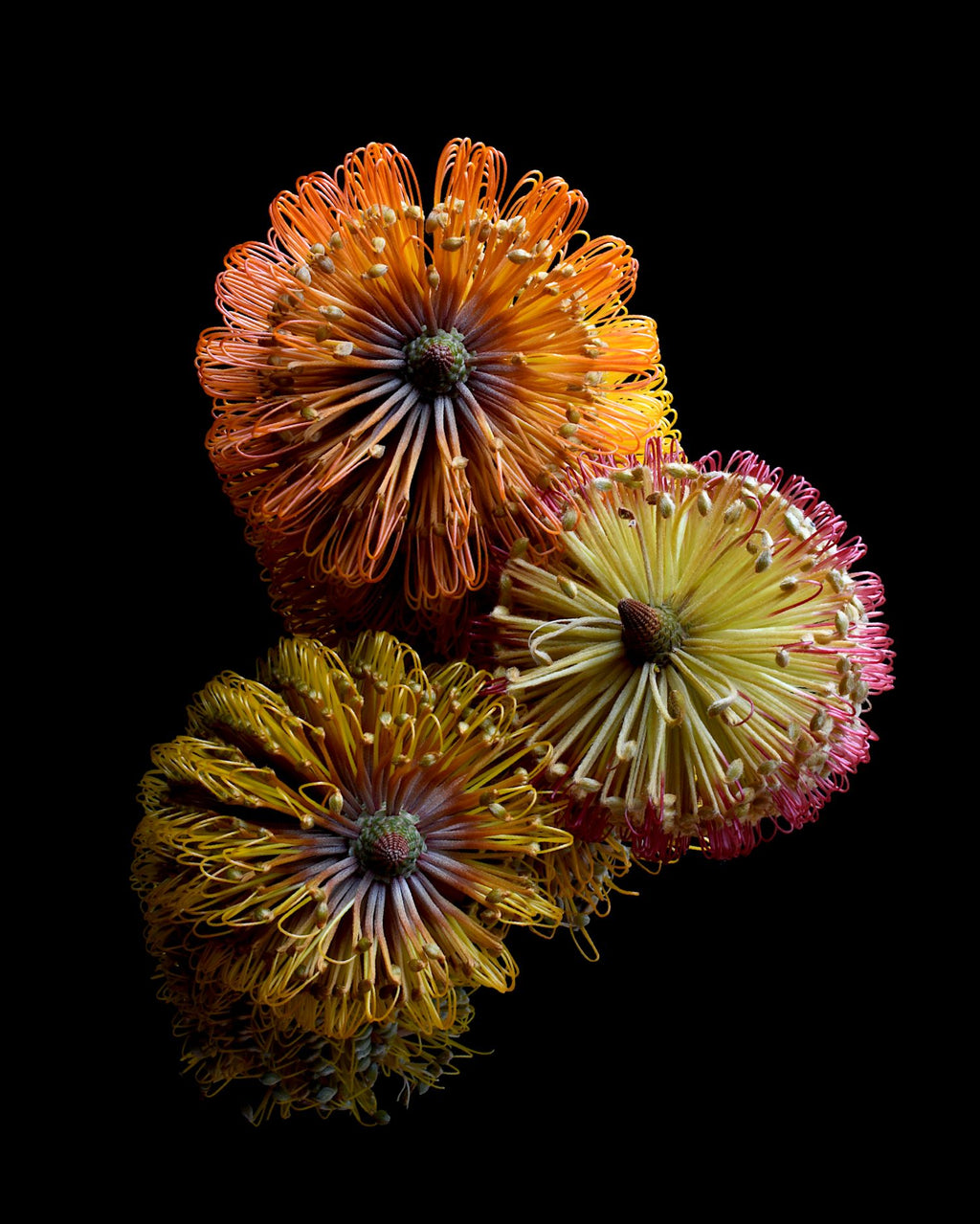 69164a62e1b8ea140711df10_three-banksias-print-australian-botanical-wall-art-still-life-nature-photography-by-nadia-culph_1781941283418.jpg