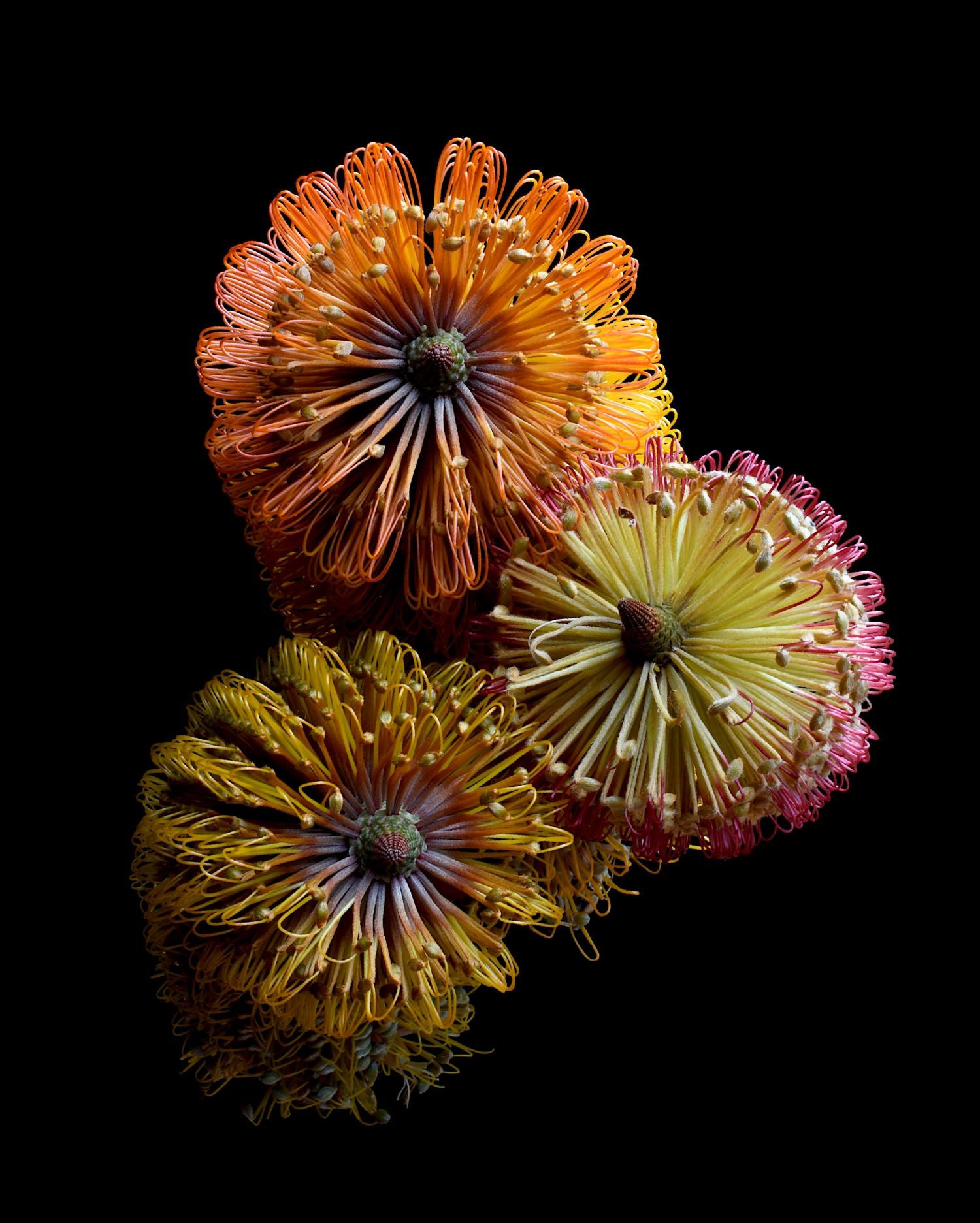 69164a62e1b8ea140711df10_three-banksias-print-australian-botanical-wall-art-still-life-nature-photography-by-nadia-culph_1781941283418.jpg