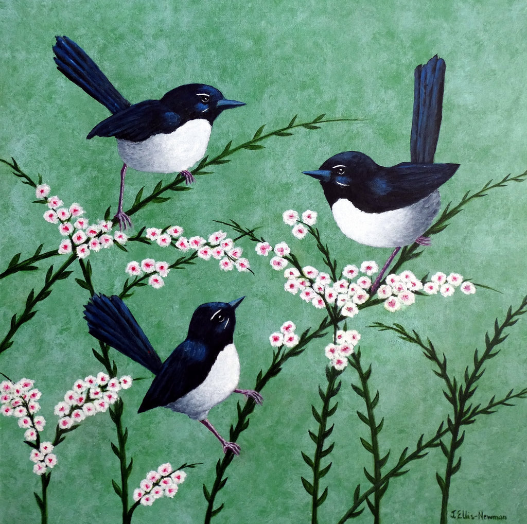 69164a62e1b8ea140711df10_three-willy-wagtails-by-camera-for-printing_1773112360098.jpg