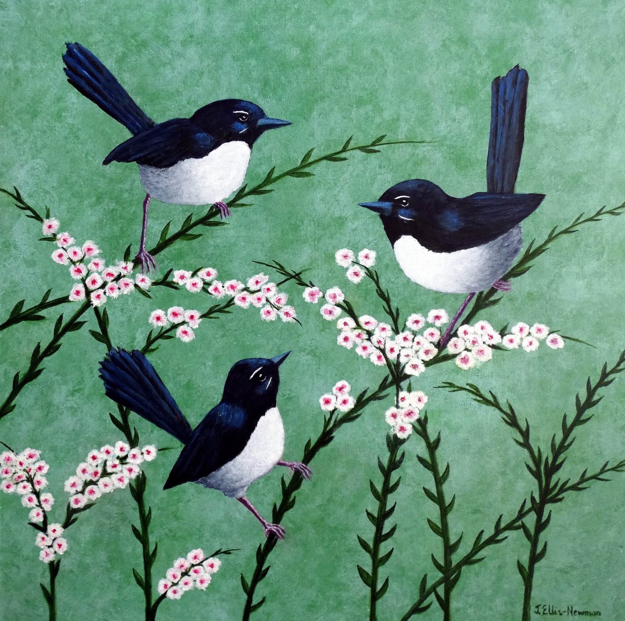 69164a62e1b8ea140711df10_three-willy-wagtails-by-camera-for-printing_1773112360098.jpg