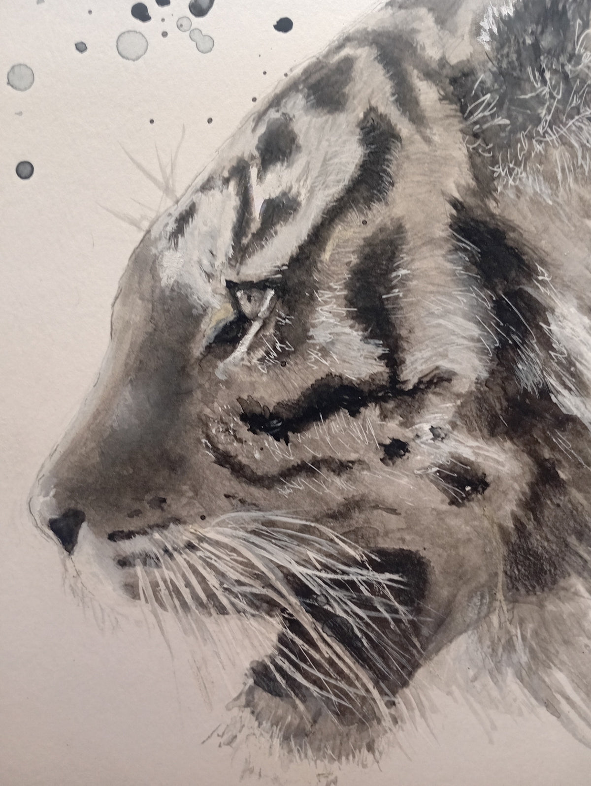 69164a62e1b8ea140711df10_tigress-2_1790400193680.jpg
