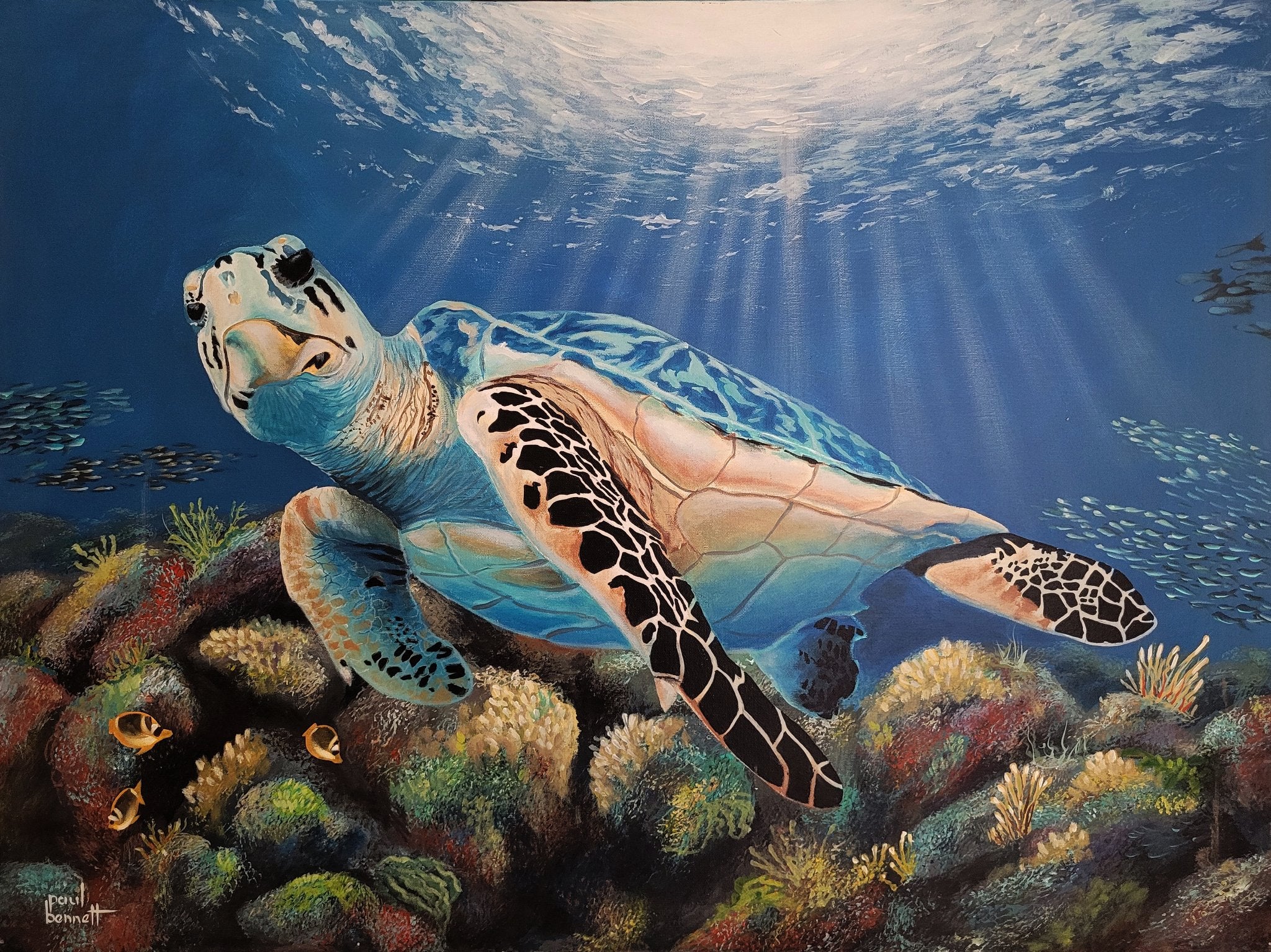 69164a62e1b8ea140711df10_turtle_1773193665737.jpg