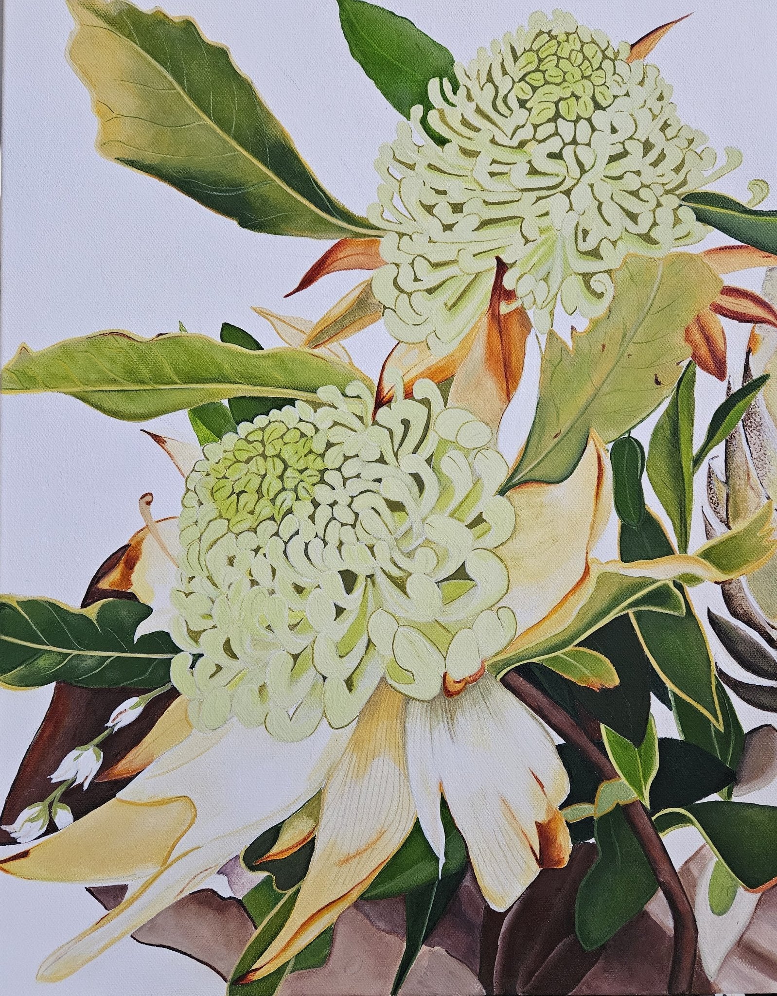 69164a62e1b8ea140711df10_waratah-blooms-edited_1781665772172.jpg