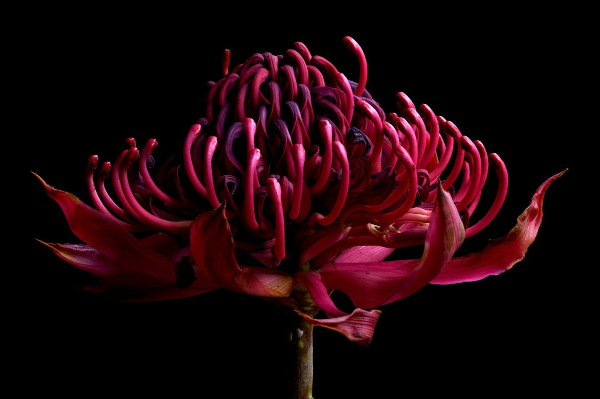 69164a62e1b8ea140711df10_waratah-withered-print-red-floral-wall-art-dark-flower-artwork-photography-by-nadia-culph_1792648235660.jpg