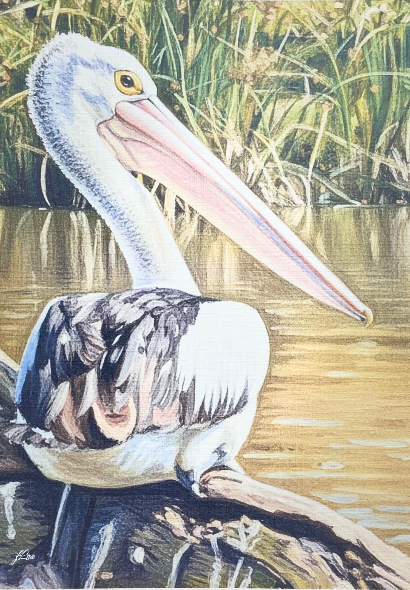 69164a62e1b8ea140711df10_watching-you-pelican-coahd-by-jflowe_1782185611315.jpeg