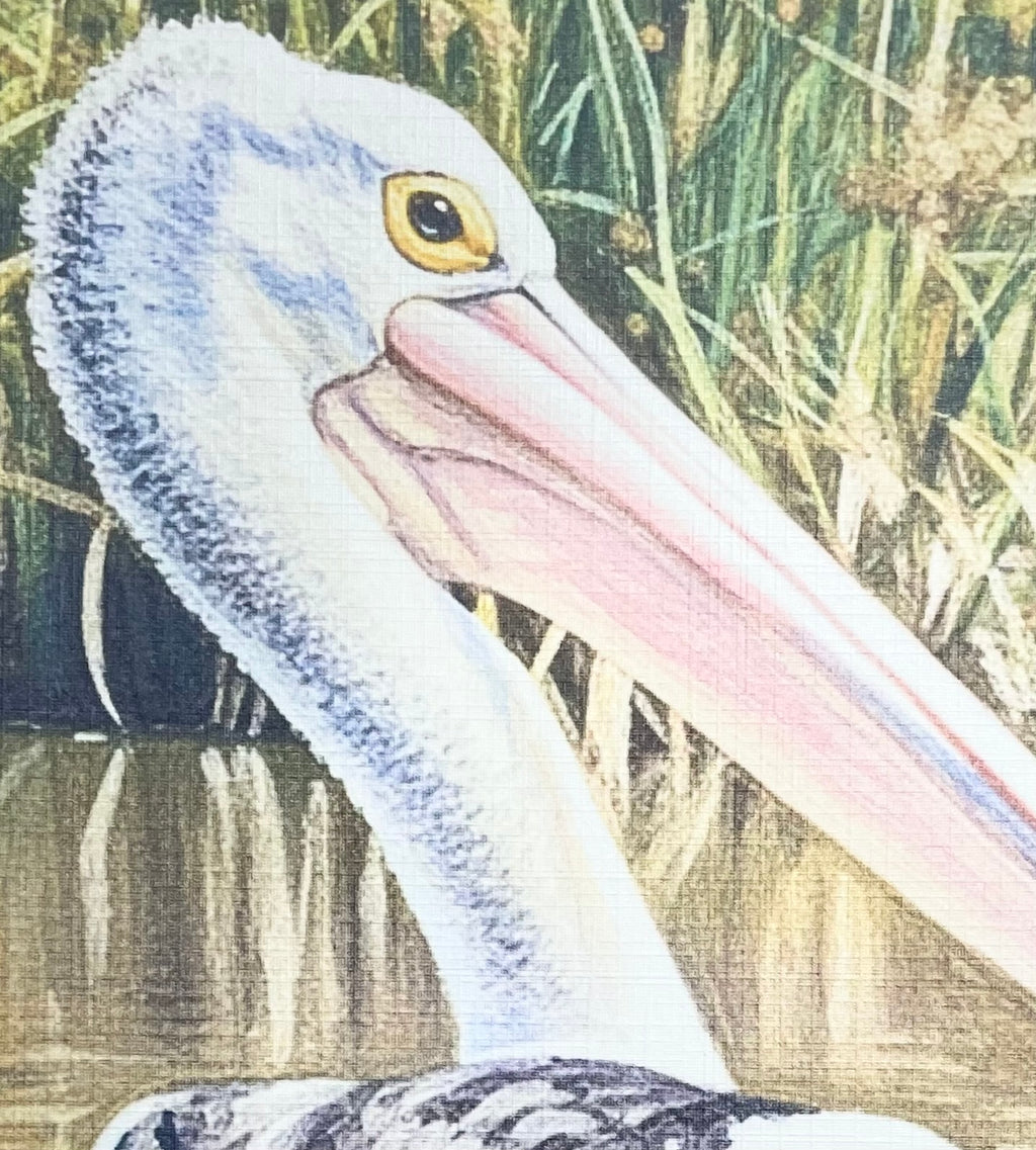 69164a62e1b8ea140711df10_watching-you-pelican-coahd-closeup_1782185611314.jpeg