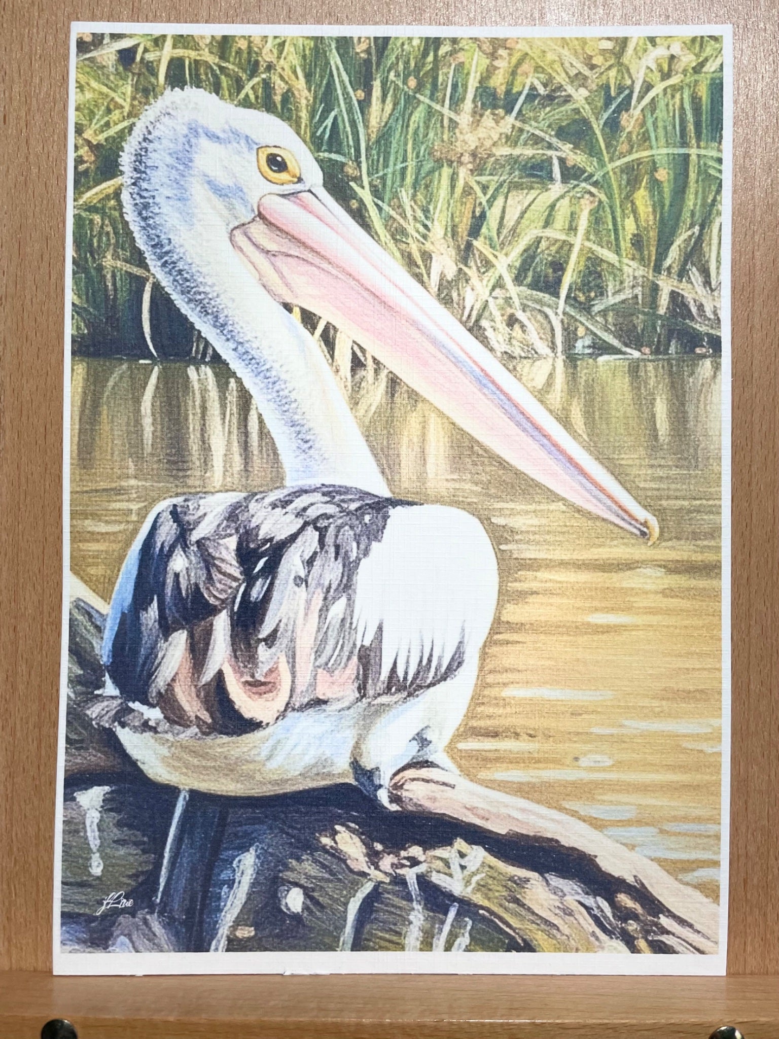 69164a62e1b8ea140711df10_watching-you-pelican-coahd-edges_1782185611313.jpeg