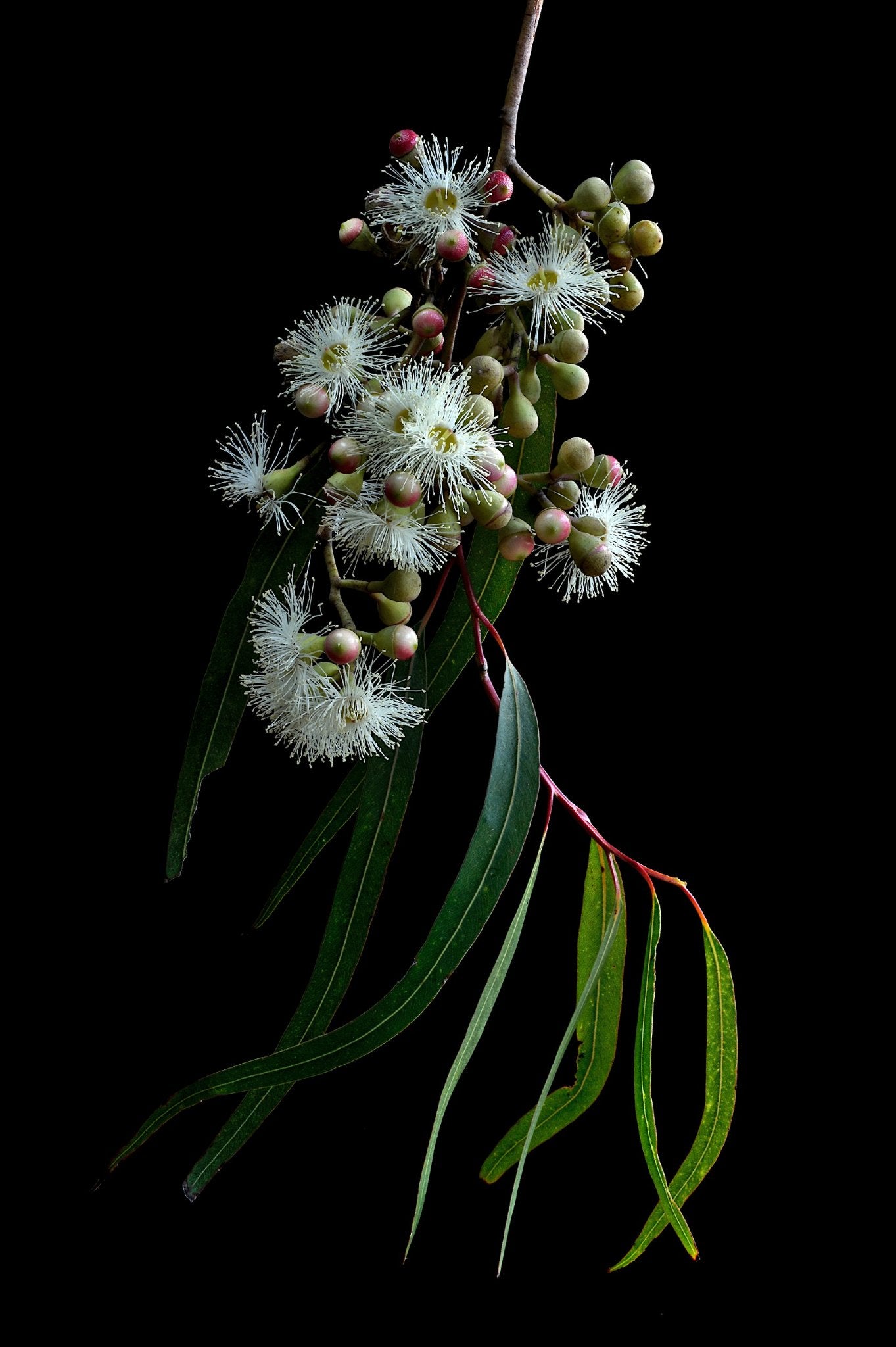 69164a62e1b8ea140711df10_white-gum-blossoms-australian-botanical-wall-art-nature-photography-still-life-artwork-print-by-nadia-culph_1783227443927.jpg