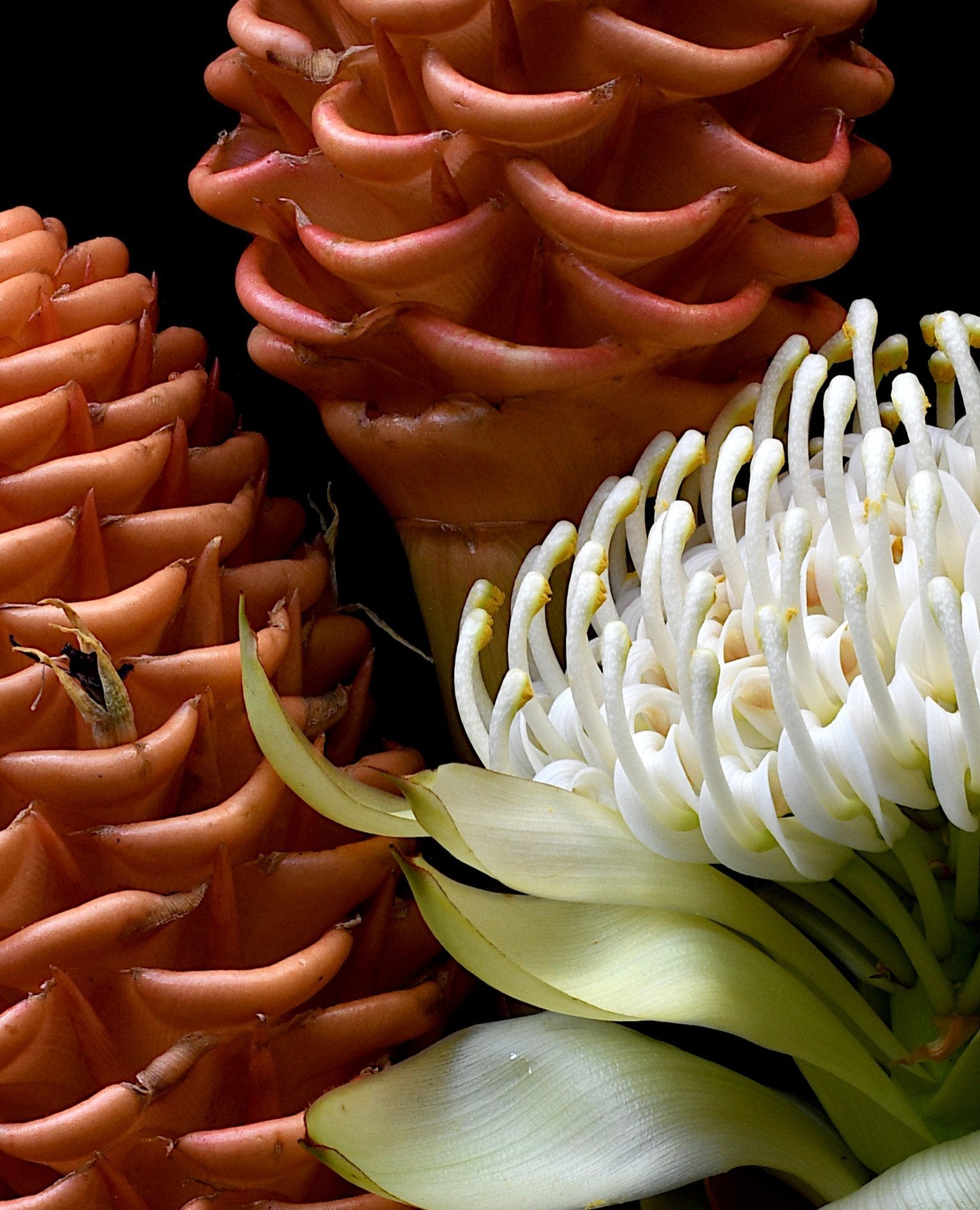 69164a62e1b8ea140711df10_white-waratah-beehive-ginger-botanicall-wall-art-print-floral-photography-by-nadia-culph-crop_1779857038639.jpg