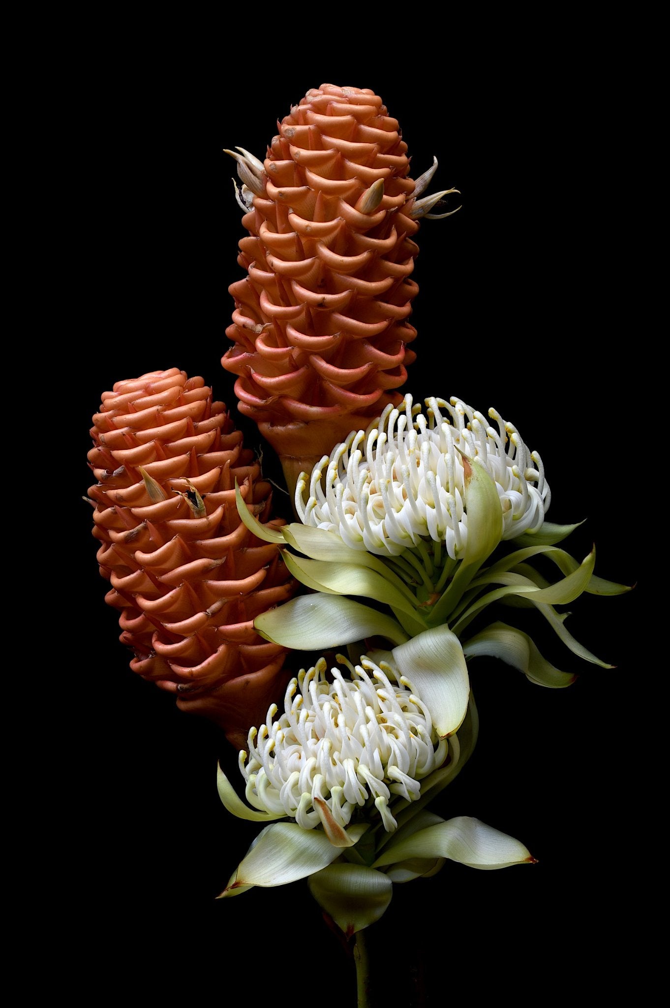 69164a62e1b8ea140711df10_white-waratah-beehive-ginger-botanicall-wall-art-print-floral-photography-by-nadia-culph_1779857038639.jpg