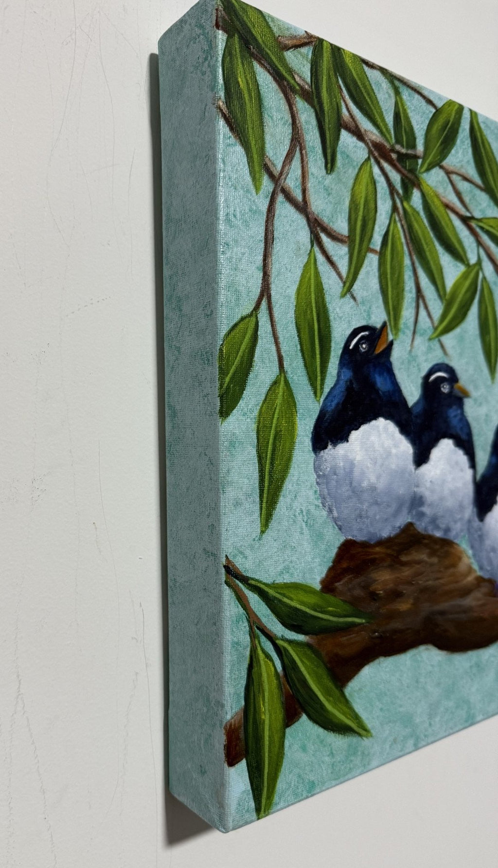 69164a62e1b8ea140711df10_willie-wagtail-3_1781937458457.jpg
