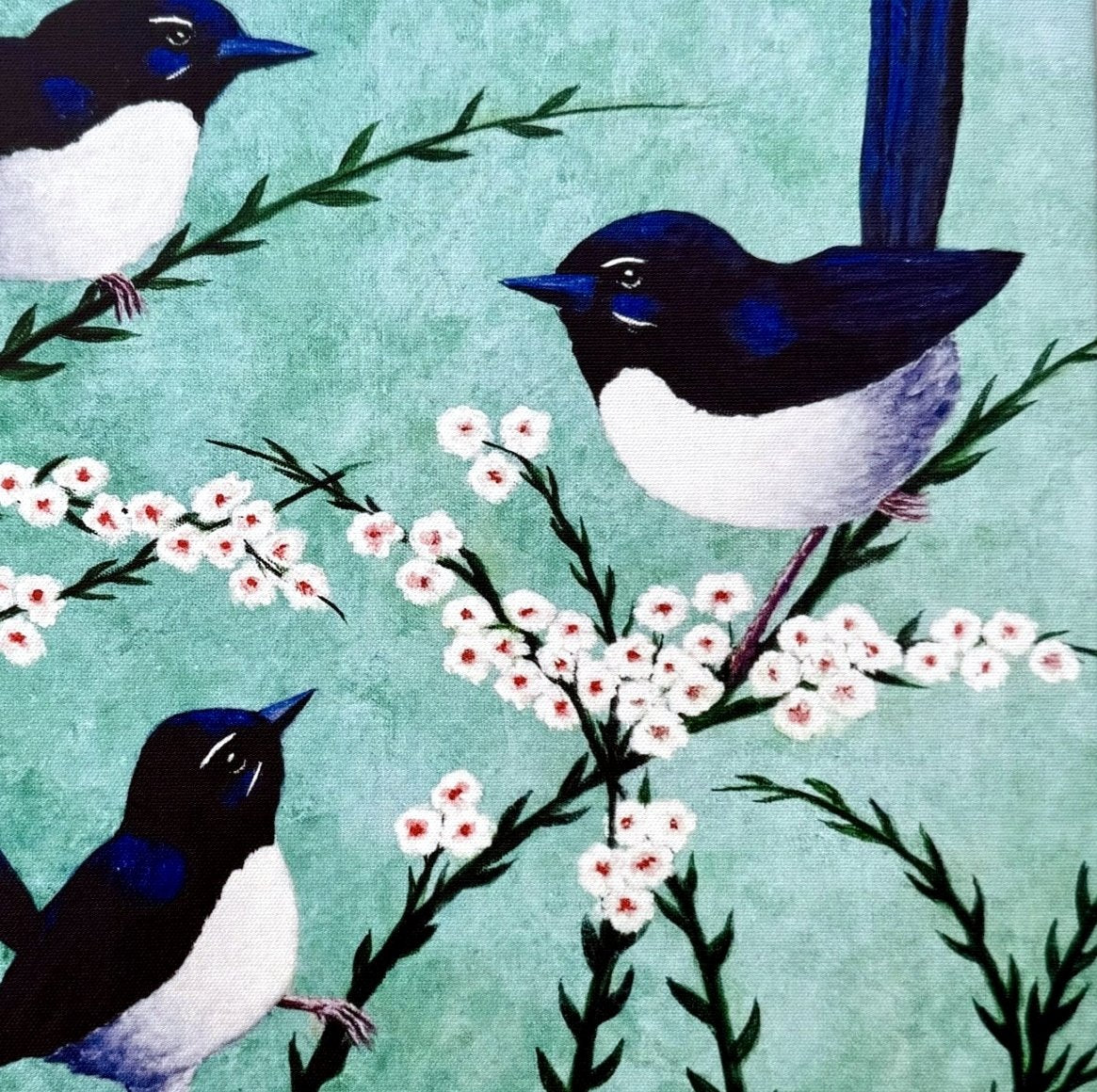 69164a62e1b8ea140711df10_willy-wagtails-5_1780202778572.jpg