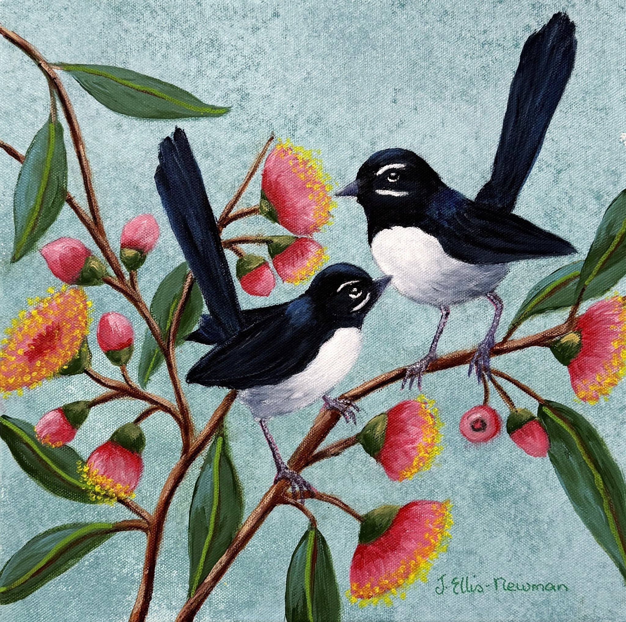 69164a62e1b8ea140711df10_willy-wagtails-on-pink-gum-blossoms_1787911265978.jpg