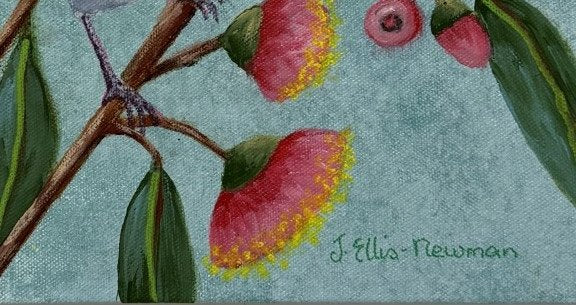 69164a62e1b8ea140711df10_willy-wagtails-on-pink-gum-flowers-signature_1787911265979.jpg