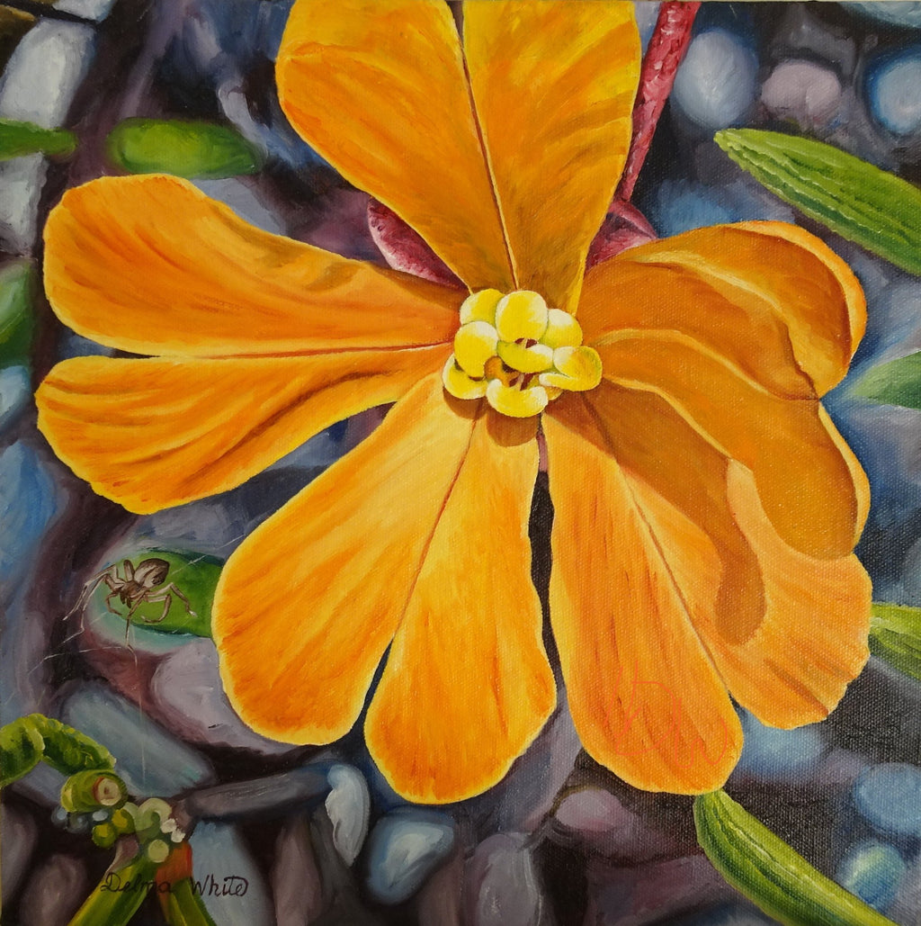 69164a62e1b8ea140711df10_ze-orange-hibbertia-30_1780125225444.jpg